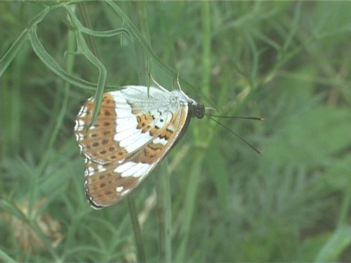 Kleiner Eisvogel ( Limenitis camilla ), Flügelunterseite, Ansicht vom Freigelände ins Tropenhaus ( durch die Scheibe ) : Schmetterlingsparadies Langschlägerwald im Waldviertel, Niederösterreich, 06.07.2007